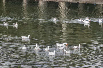 White duck swimming in the lake