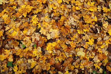 background with autumn colorful leaves