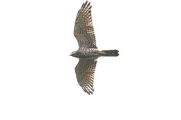 サシバ(Grey-faced buzzard)