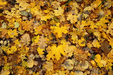 background with autumn colorful leaves