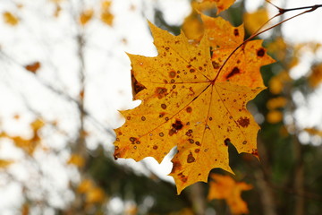 Fall, autumn, leaves background. A tree branch with autumn leaves of a maple on a blurred background