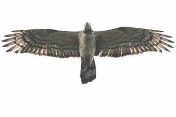 ハチクマ(honey buzzard)