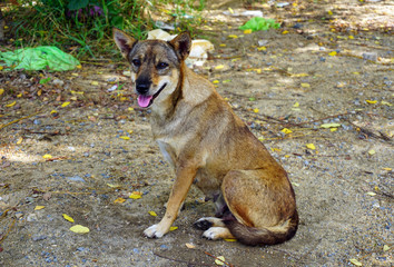 Hungry stray dog
