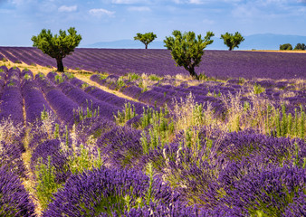 Fototapeta premium Lavender fields in Valensole with olive trees. Summer in Alpes de Hautes Provence, Southern French Alps, France