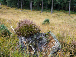 Heather Growing on a Tree Stump in the Ashdown Forest in Autumn