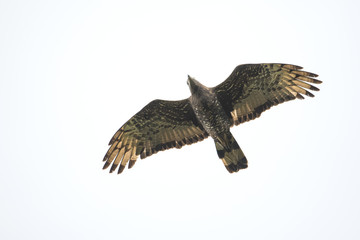 ハチクマ(honey buzzard)