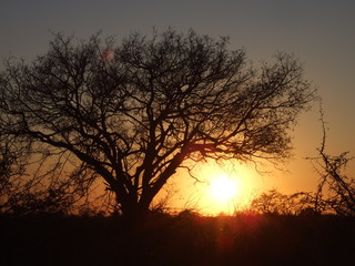 Fototapeta na wymiar Beautiful african sunrise behind a tree