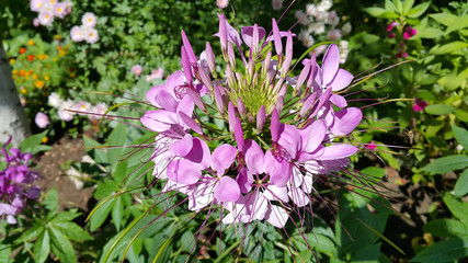 Obraz premium Pink Cleome or spider flower