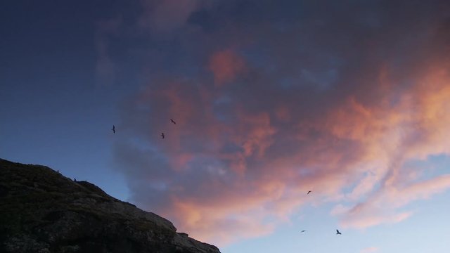 Birds flying in cloudy sky during sunset