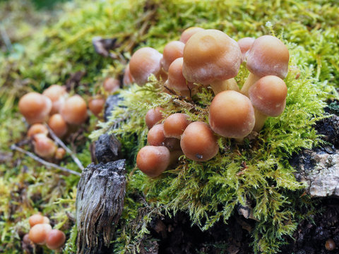 Sulphur Tuft Fungus (Hypholoma Fasciculare)