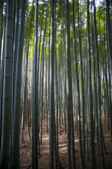 Sunlight Through Dense Bamboo Forest