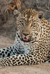 Naklejka na ściany i meble Male Leopard, Sabi Sands Game Reserve, South Africa