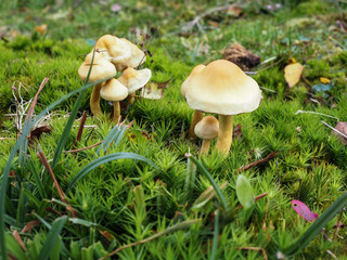 Sulphur Tuft Fungus (Hypholoma Fasciculare)