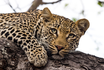 Fototapeta na wymiar Leopard resting in a tree, Sabi Sands Game Reserve, South Africa