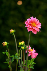 Obraz premium nightscape flower