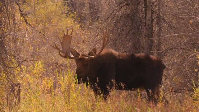 Bull moose at Grand Teton National Park