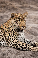Naklejka na ściany i meble Young male Leopard, Sabi Sands Game Reserve, South Africa