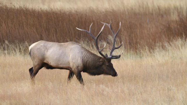 Bull elk walking in field at Yellowstone National Park
