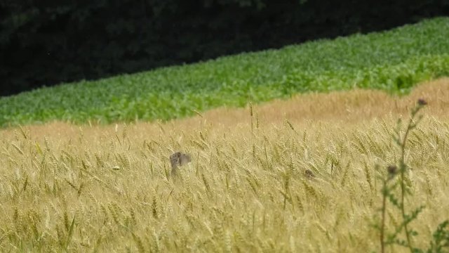 haussperling m&auml;nnchen ruft