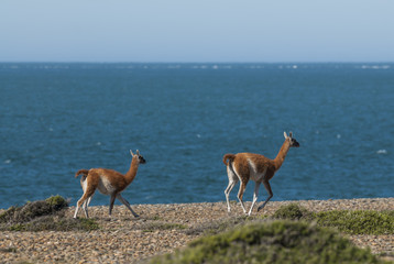 Guanacos, Lama Guanicoe, Peninsula Valdes, Chubut,Patagonia ,Argentina