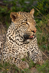 Portrait of a leopard, Sabi Sands Game Reserve, South Africa