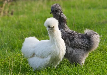 Aluminium Prints Chicken pair of silkie chicken on a blurred green background