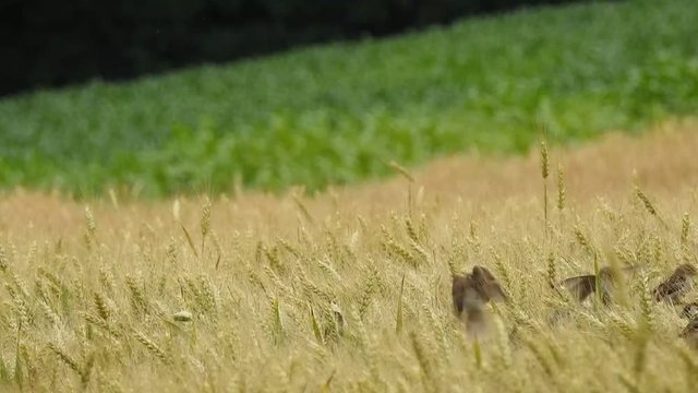 haussperling m&auml;nnchen ruft