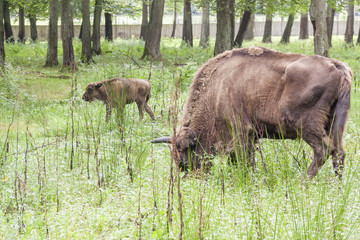 Bialowieski National Park - Poland. Aurochs head. © Doin Oakenhelm