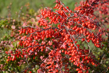 Tunberg's barberry (Berberis thunbergii DC.) in the fall