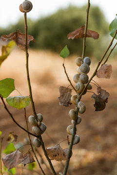 Sn&auml;ckor samlade p&aring; en buske