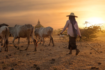 Burmese herder leads cattle herd through amazing sunset landscape with ancient Buddhist pagodas at...