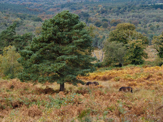 Obraz premium Exmoor Ponies Grazing in the Ashdown Forest in Autumn