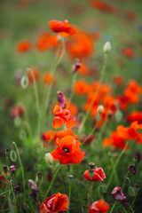 Fototapeta premium Red poppies and violet flowers cover the green field