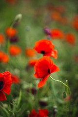 Fototapeta na wymiar Aromatic poppies grow on dark field