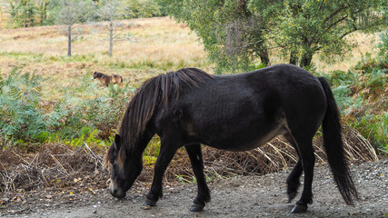 Exmoor Pony in the  Ashdown Forest in Autumn