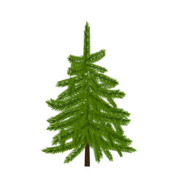 Green lush spruce, pine or fir tree. Fir branches. Isolated on white  illustration