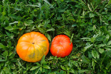 Two orange pumkins grass