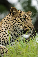 Young Male Leopard,Sabi Sand Game Reserve, South Africa