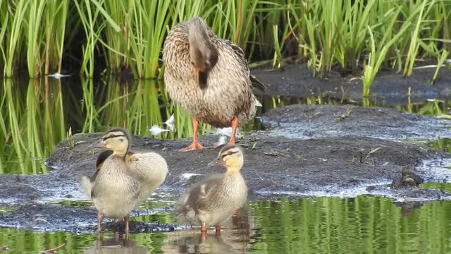 Stockente, Weibchen mit Jungen