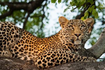 Leopard resting in a tree, Sabi Sands Game Reserve, South Africa