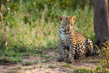 A leopard cub landscape, Sabi Sand Game Reserve, South Africa