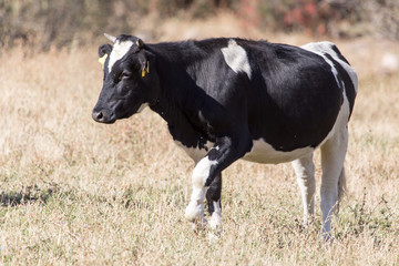 cows on pasture in the fall