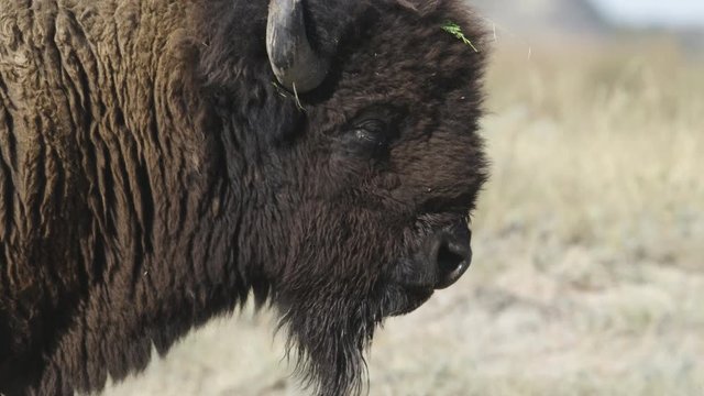 Close up of bison standing in field