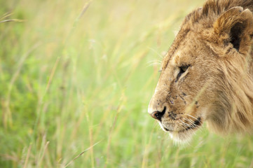 野生のライオン