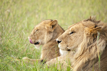 Obraz na płótnie Canvas 野生のライオン
