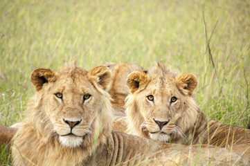 Obraz na płótnie Canvas 野生のライオン