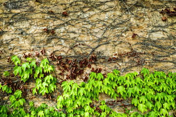 Leave stone wall background