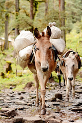 Trekking in the mountains in Himalayas, Nepal. 
A small donkey carrying a heavy load.
