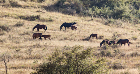 herd of horses in the pasture in the fall