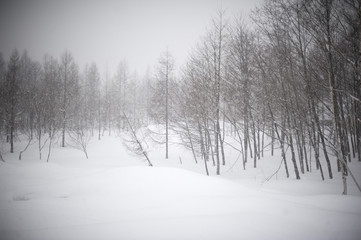 Fototapeta premium Winter landscape in a blizzard